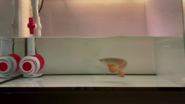 Cá rồng Huyết long nhí 20cm. Mua bán Thú cưng khác tại Quận 12 Tp Hồ Chí Minh được đăng bởi Mê Cá Rồng hình 1