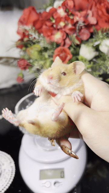 Hamster Tạng To Cinnamon F1 lông sát. Mua bán Thú cưng khác tại Thành phố Thủ Đức Tp Hồ Chí Minh được đăng bởi Hamster Nest hình 1