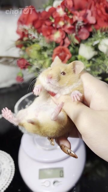 Hamster Tạng To Cinnamon F1 lông sát. Mua bán Thú cưng khác tại Thành phố Thủ Đức Tp Hồ Chí Minh được đăng bởi Hamster Nest hình 1