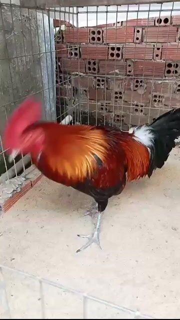 xanh lái. Mua bán Gà tại Huyện Thanh Bình Đồng Tháp được đăng bởi ta hình 1