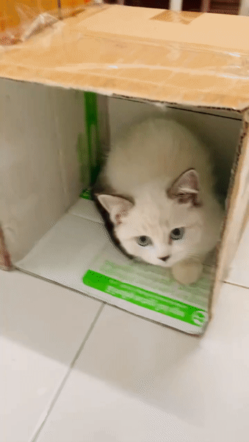 Mèo Munchkin cái gần 5 tháng tặng kèm balo , nvs. Mua bán Mèo tại Quận 12 Tp Hồ Chí Minh được đăng bởi Nguyễn Trần Hoàng Dũng hình 1