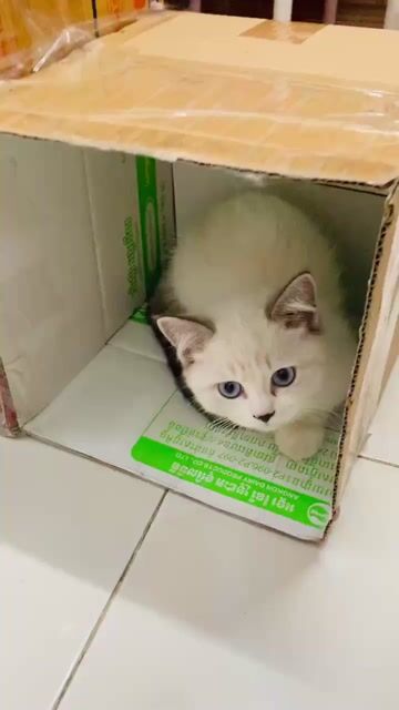 Mèo Munchkin cái gần 5 tháng tặng kèm balo , nvs. Mua bán Mèo tại Quận 12 Tp Hồ Chí Minh được đăng bởi Nguyễn Trần Hoàng Dũng hình 1