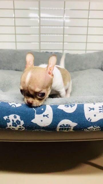Chó Chihuahua đực đã tiêm. Mua bán Chó tại Quận 8 Tp Hồ Chí Minh được đăng bởi Nguyễn Mạnh  hình 1