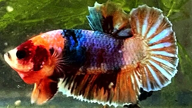 koi multicolor. Mua bán Thú cưng khác tại Quận Bình Thạnh Tp Hồ Chí Minh được đăng bởi Hiếu hình 1