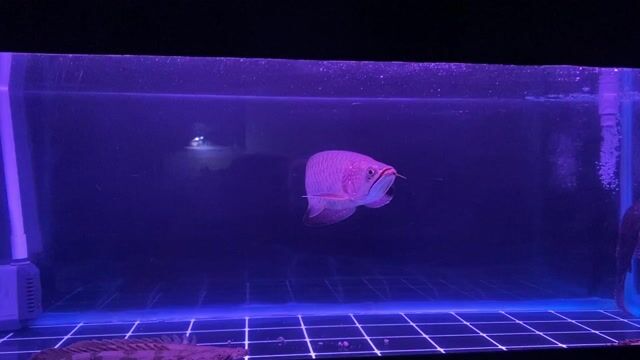 cá rồng kim long úc u38. Mua bán Thú cưng khác tại Quận Bình Tân Tp Hồ Chí Minh được đăng bởi Khánh hình 1