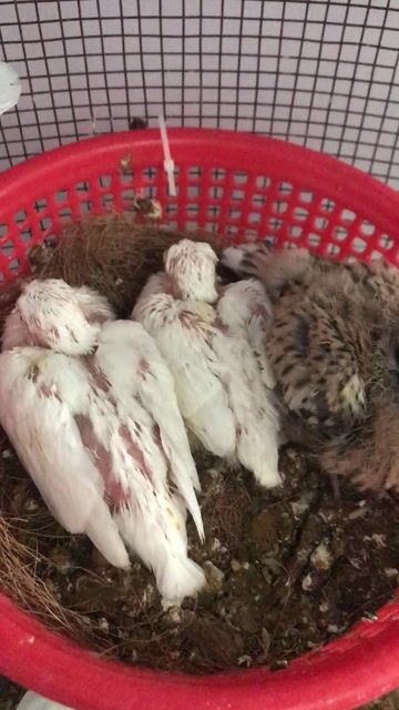 cặp cu pháp + 1con cu thái lẻ. 3con = 400k. Mua bán Chim tại Quận Ninh Kiều Cần Thơ được đăng bởi huỳnh  hình 1