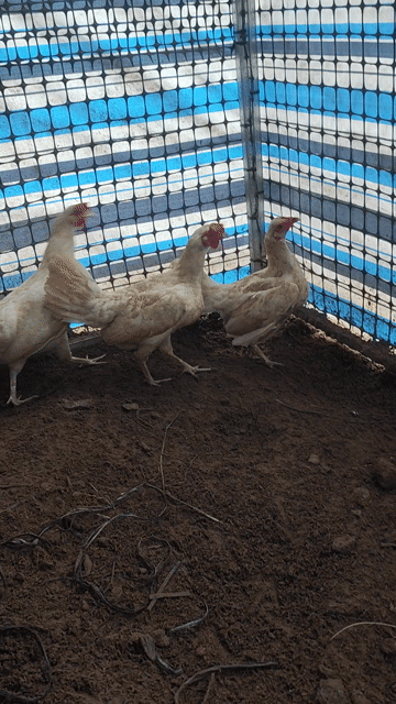 Gà mái tre bướm. Mua bán Gà tại Huyện Chợ Gạo Tiền Giang được đăng bởi chí hình 1