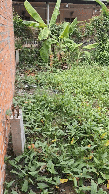 Mua bán Đất Huyện Phong Điền Cần Thơ diện tích 100 m² giá 590 triệu