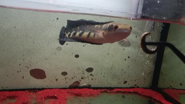 riau sz 27-30 có gl cá khác hoặc gì cx đc ạ. Mua bán Thú cưng khác tại Quận 12 Tp Hồ Chí Minh được đăng bởi ngduong hình 1