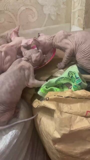 Mèo Sphynx đực cái đã tiêm 1 mũi. Mua bán Mèo tại Huyện Bình Chánh Tp Hồ Chí Minh được đăng bởi Duyen Duyen hình 1