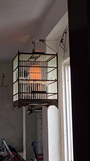 than mái khiển. Mua bán Chim tại Quận Bình Thạnh Tp Hồ Chí Minh được đăng bởi Thông hý hình 1