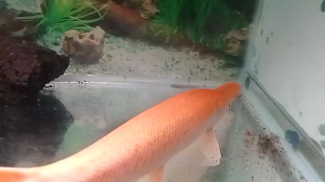 cá sấu hỏa tiễn albino alligator gar 40cm. Mua bán Thú cưng khác tại Thành phố Vũng Tàu Bà Rịa - Vũng Tàu được đăng bởi Nguyễn Khánh Namcannerrow hình 1