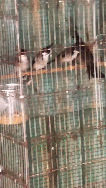 Chim chào mào 8 con. Mua bán Chim tại Quận Hải Châu Đà Nẵng được đăng bởi Tên chưa cung cấp hình 1