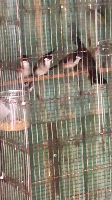 Chim chào mào 8 con. Mua bán Chim tại Quận Hải Châu Đà Nẵng được đăng bởi Tên chưa cung cấp hình 1