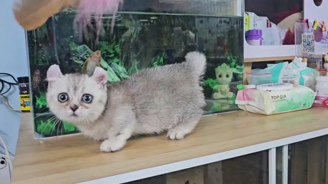 Mèo lùn tai xoắn cái đã tiêm 2 mũi. Mua bán Mèo tại Thành phố Thủ Đức Tp Hồ Chí Minh được đăng bởi Nan hình 1