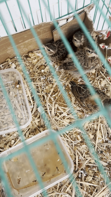 Chim non màu Nâu khỏe mạnh. Mua bán Chim tại Quận Gò Vấp Tp Hồ Chí Minh được đăng bởi Hien Nguyenvan hình 1