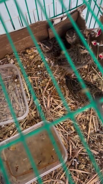 Chim non màu Nâu khỏe mạnh. Mua bán Chim tại Quận Gò Vấp Tp Hồ Chí Minh được đăng bởi Hien Nguyenvan hình 1