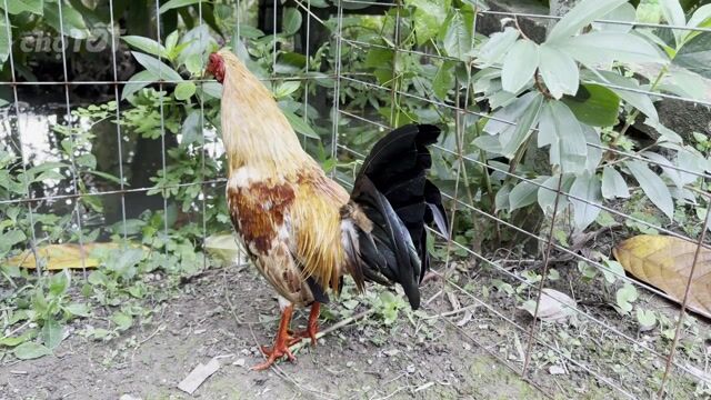 8 lạng 5 bán cho ae nuôi kiểng. Mua bán Gà tại Huyện Càng Long Trà Vinh được đăng bởi Quốc Huy hình 1