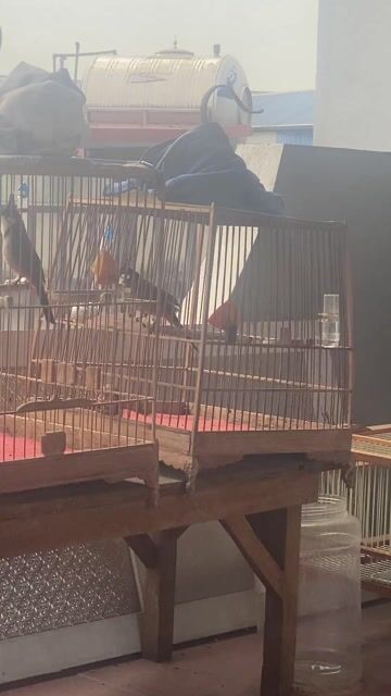 Chim chào mào thuần 80% 3 mùa. Mua bán Chim tại Huyện Quốc Oai Hà Nội được đăng bởi Trung hình 1