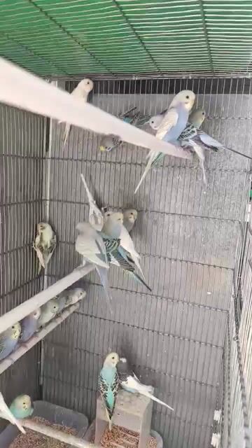Chim Yến Phụng Hà Lan tơ Đa màu sắc. Mua bán Chim tại Huyện Nhà Bè Tp Hồ Chí Minh được đăng bởi Mỹ Xuân hình 1