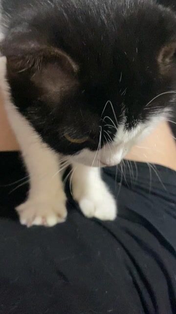 nhà có mấy mèo muốn bán. Mua bán Mèo tại Quận 8 Tp Hồ Chí Minh được đăng bởi Nguyễn Bình  hình 1