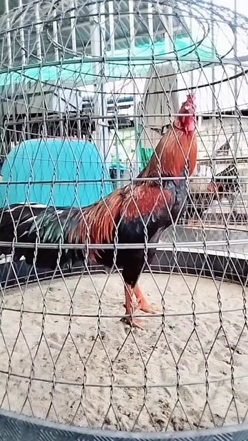 Gà Que Nghệ Việt Lai 3.2kg. Mua bán Gà tại Huyện Chợ Mới An Giang được đăng bởi Phan Văn Thắng hình 1