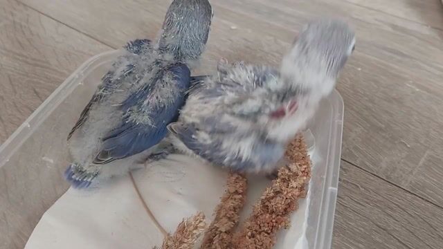 vẹt lovebird có viền 4 tuần tuổi màu tím & blue. Mua bán Chim tại Thành phố Thủ Đức Tp Hồ Chí Minh được đăng bởi Henry Nguyen hình 1