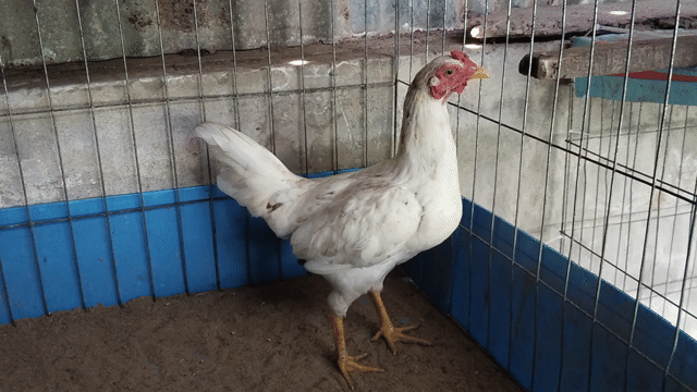Gà mái 1.7kg Trắng. Mua bán Gà tại Huyện Mỹ Xuyên Sóc Trăng được đăng bởi Trần Hùng hình 1