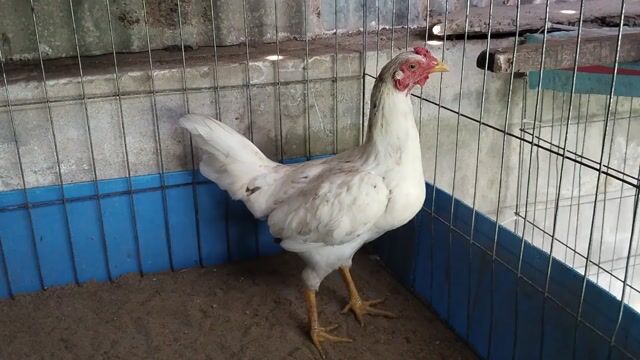 Gà mái 1.7kg Trắng. Mua bán Gà tại Huyện Mỹ Xuyên Sóc Trăng được đăng bởi Trần Hùng hình 1