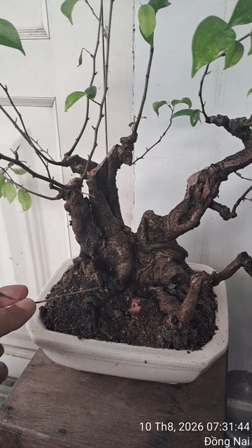 Sanh bonsai mini cốt già. Mua bán Cây cảnh, đồ trang trí tại Thành phố Biên Hòa Đồng Nai được đăng bởi Thường phi hình 1