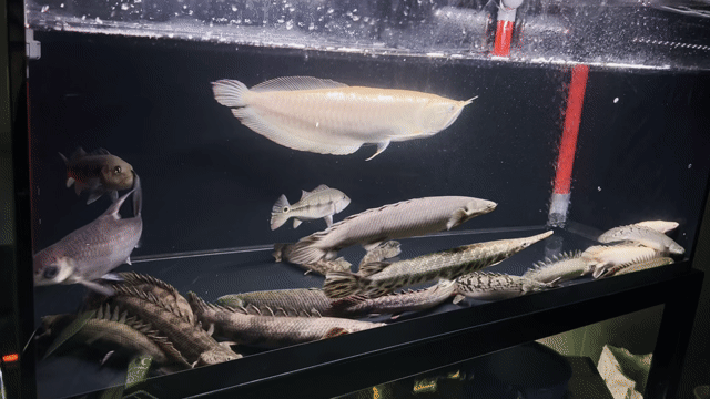 Ngân long Albino 42-43cm lỗi dư môi. Mua bán Thú cưng khác tại Thành phố Thủ Đức Tp Hồ Chí Minh được đăng bởi Dtri39 hình 1