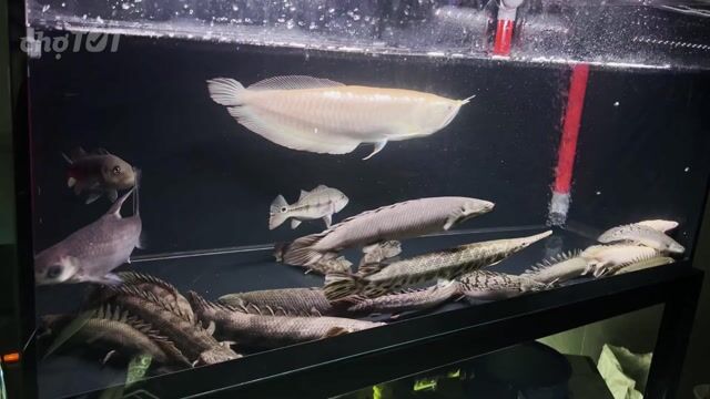 Ngân long Albino 42-43cm lỗi dư môi. Mua bán Thú cưng khác tại Thành phố Thủ Đức Tp Hồ Chí Minh được đăng bởi Dtri39 hình 1