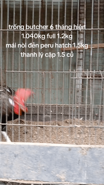 Gà Butcher 6 tháng 1.040kg. Mua bán Gà tại Quận Bình Thạnh Tp Hồ Chí Minh được đăng bởi TRAI GÀ TRE LAI SÀI GÒN CHÚ HÙNG 50 T hình 1
