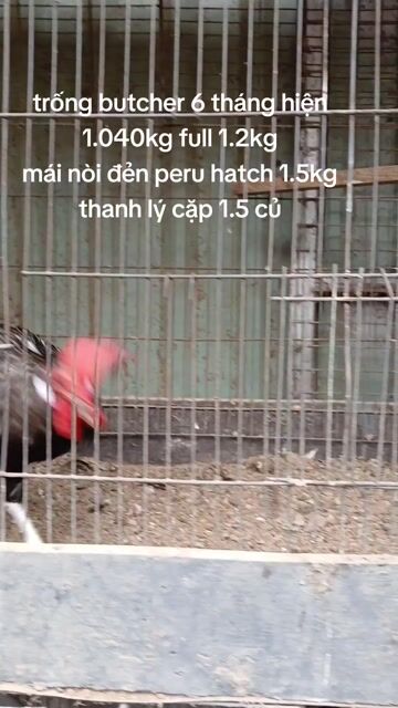 Gà Butcher 6 tháng 1.040kg. Mua bán Gà tại Quận Bình Thạnh Tp Hồ Chí Minh được đăng bởi TRAI GÀ TRE LAI SÀI GÒN CHÚ HÙNG 50 T hình 1