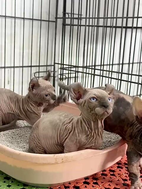 Mèo Sphynx đực Tam thể Lùn xoắn. Mua bán Mèo tại Thành phố Thủ Đức Tp Hồ Chí Minh được đăng bởi minh chiến hình 1
