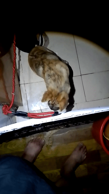 Chó Poodle Vàng vằn Khỏe mạnh. Mua bán Chó tại Huyện Đức Hòa Long An được đăng bởi Tuấn Huy hình 1