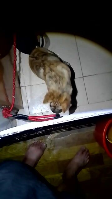 Chó Poodle Vàng vằn Khỏe mạnh. Mua bán Chó tại Huyện Đức Hòa Long An được đăng bởi Tuấn Huy hình 1