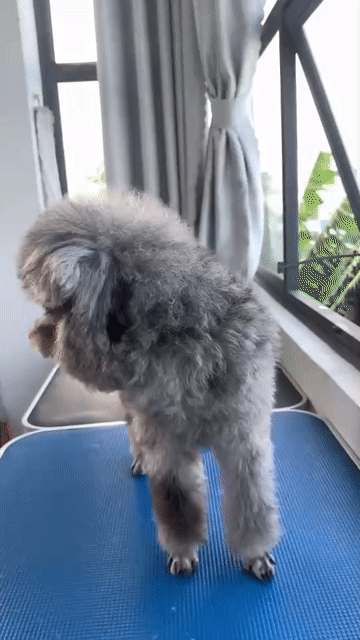 Chó Poodle đực Xám 10 tháng. Mua bán Chó tại Huyện Thới Lai Cần Thơ được đăng bởi Nguyên hình 1