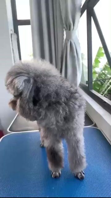 Chó Poodle đực Xám 10 tháng. Mua bán Chó tại Huyện Thới Lai Cần Thơ được đăng bởi Nguyên hình 1