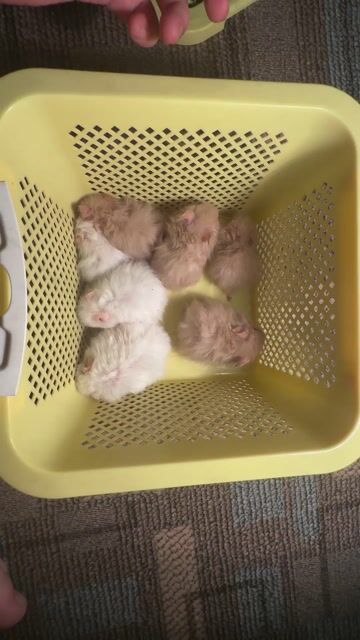 Chuột Hamster tạng to baby tìm ba mẹ yêu thương. Mua bán Thú cưng khác tại Quận Hai Bà Trưng Hà Nội được đăng bởi Mai Yến Nguyễn hình 1