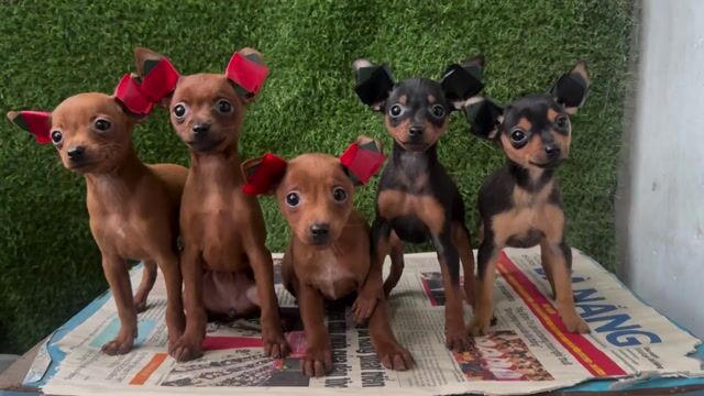 phốc hươu các màu. Mua bán Chó tại Quận Liên Chiểu Đà Nẵng được đăng bởi V Petshop Đà Nẵng hình 1