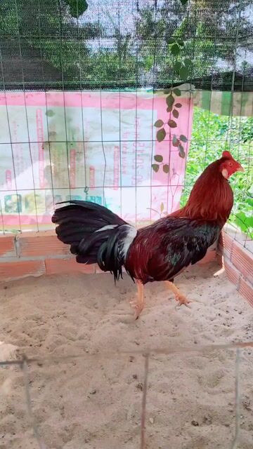 Gà chọi 3.4kg Đực. Mua bán Gà tại Huyện Châu Thành Kiên Giang được đăng bởi Qui Idol hình 1