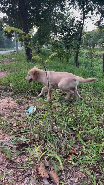 Chó Golden thuần chủng 3 tháng Vàng. Mua bán Chó tại Thị xã Bến Cát Bình Dương được đăng bởi Trọng Hòa hình 1