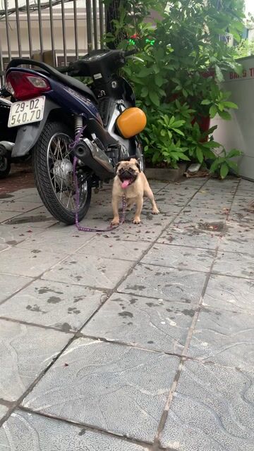 Chó Pug cái 6 tháng tuổi. Mua bán Chó tại Quận Hai Bà Trưng Hà Nội được đăng bởi nguyễn hình 1