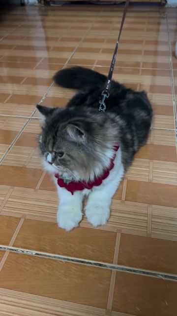 Mèo ALD lai Ba Tư Ưu Tiên KV Quận 7 HCM. Mua bán Mèo tại Quận 7 Tp Hồ Chí Minh được đăng bởi Den hình 1