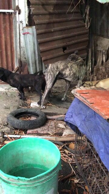 Chó Phú Quốc Đực Đen 3 tuổi. Mua bán Chó tại Quận 12 Tp Hồ Chí Minh được đăng bởi Nguyễn văn hưỡng hình 1