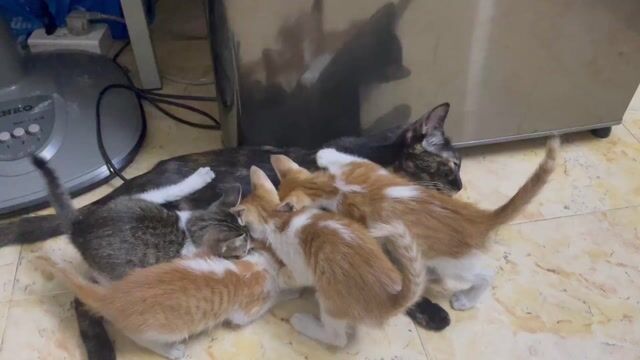 Mèo con đã biết ăn 2 tháng tuổi. Mua bán Mèo tại Quận Tân Phú Tp Hồ Chí Minh được đăng bởi Thoa hình 1