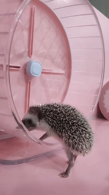 TẶNG NHÍM CẢNH MIỄN PHÍ 🦔
. Mua bán Thú cưng khác tại Thành phố Thủ Đức Tp Hồ Chí Minh được đăng bởi Rémi Hoang hình 1