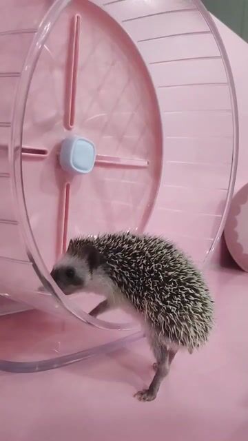 TẶNG NHÍM CẢNH MIỄN PHÍ 🦔
. Mua bán Thú cưng khác tại Thành phố Thủ Đức Tp Hồ Chí Minh được đăng bởi Rémi Hoang hình 1