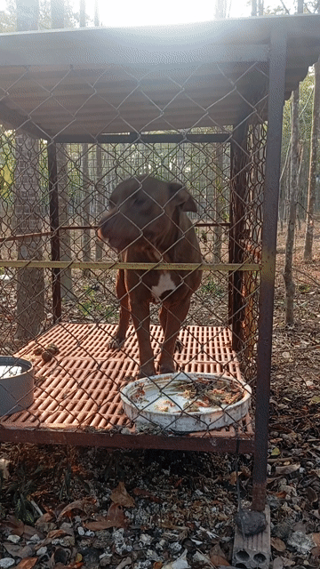 Chó Pitbull cái trưởng thành. Mua bán Chó tại Huyện Trảng Bom Đồng Nai được đăng bởi Trần Văn lưu hình 1